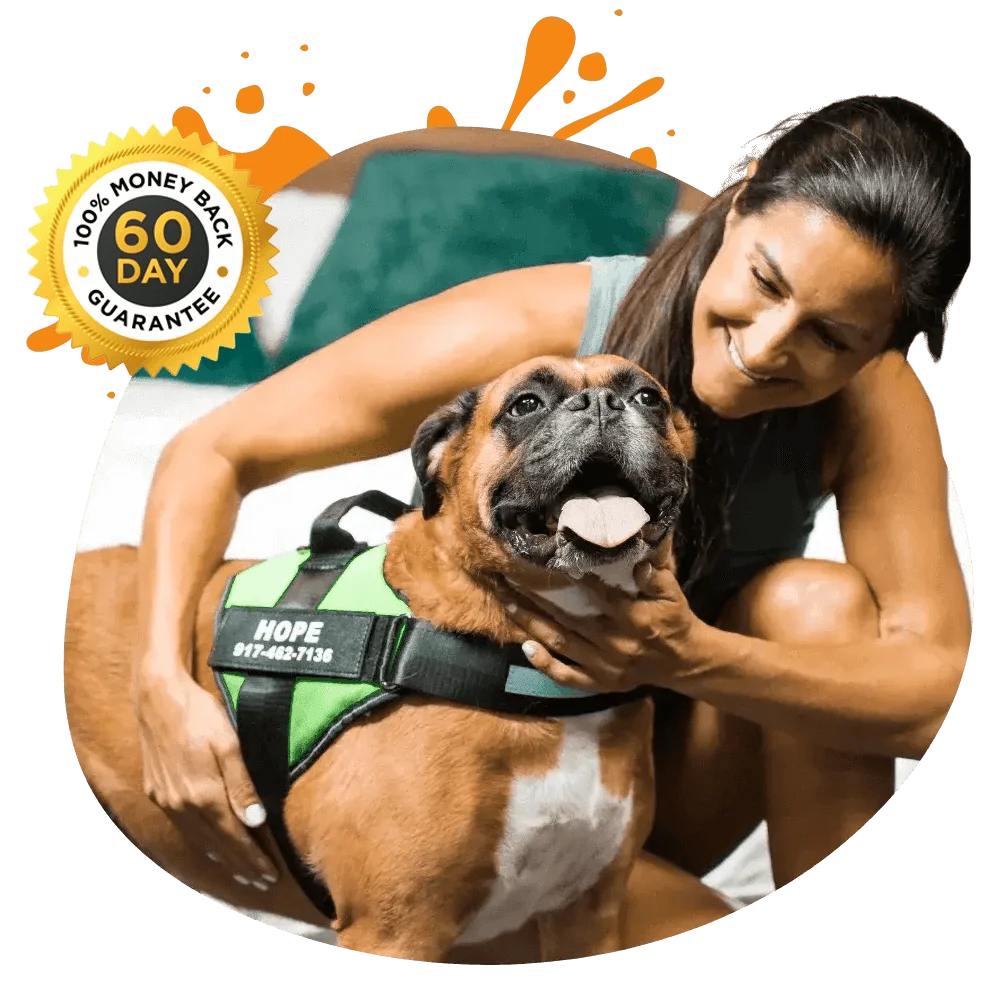 Best no pull dog harness for boxers online