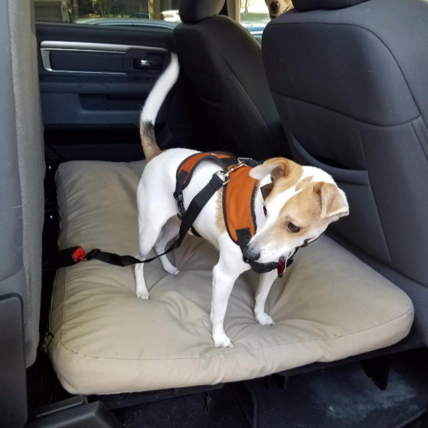 Safety Seat Belt for Dogs