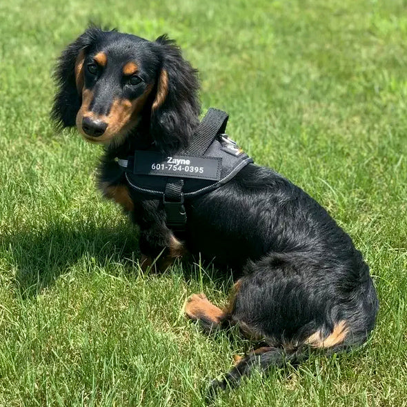 Dacharness™ The Perfect Fit for Your Dachshund