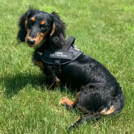 Dacharness™ The Perfect Fit for Your Dachshund