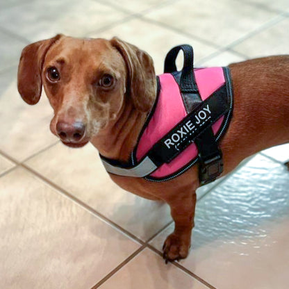 Dacharness™ The Perfect Fit for Your Dachshund