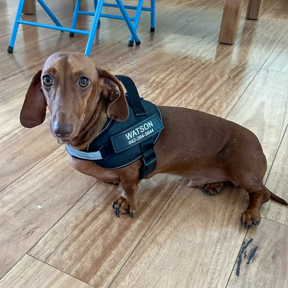 Dacharness™ The Perfect Fit for Your Dachshund