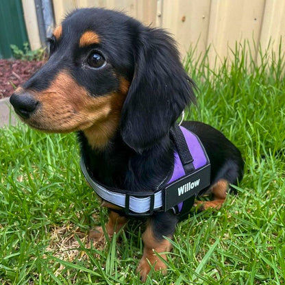 Dacharness™ The Perfect Fit for Your Dachshund