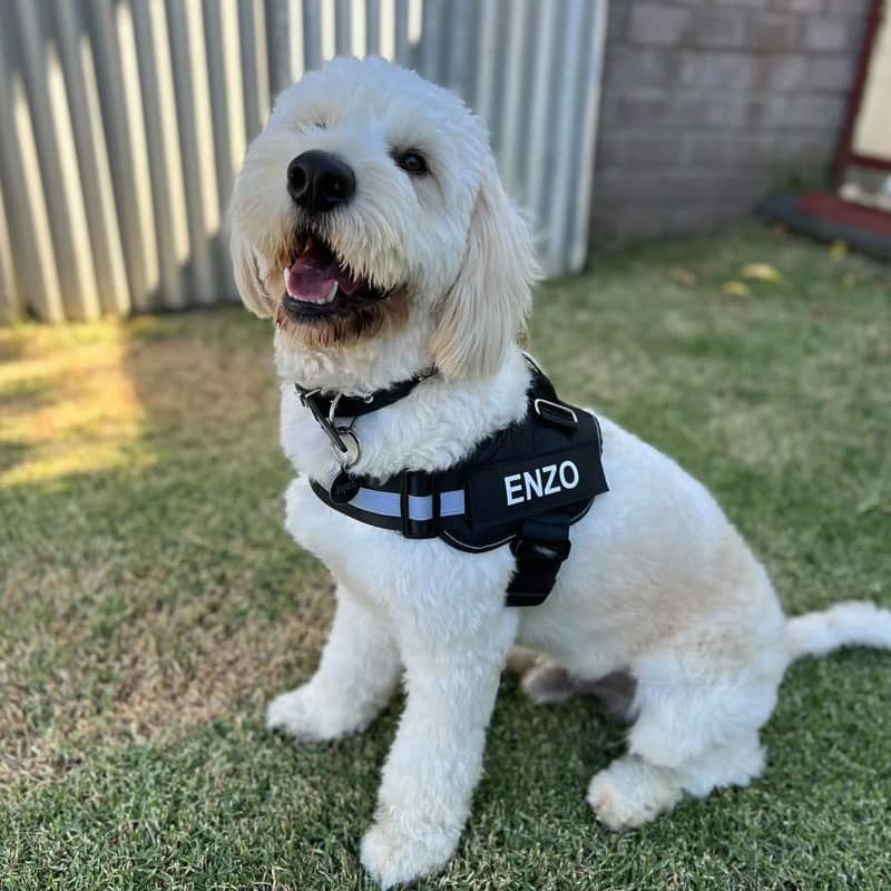 BetterHarness™ Personalized No Pull Dog Harness