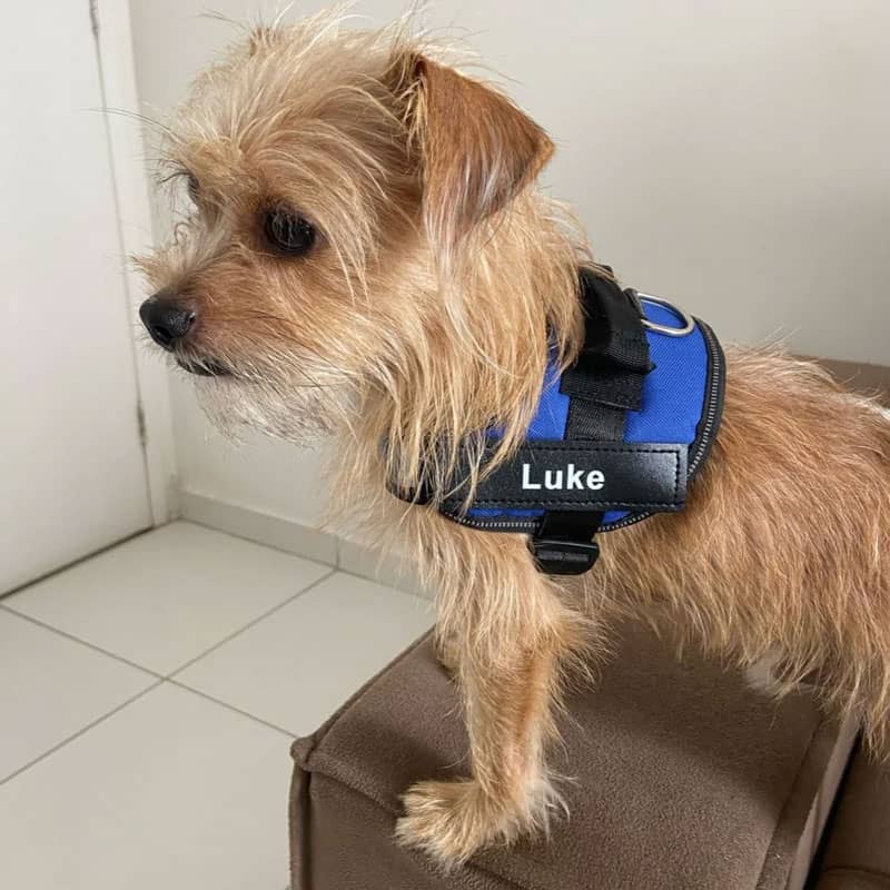 BetterHarness™ Personalized No Pull Dog Harness