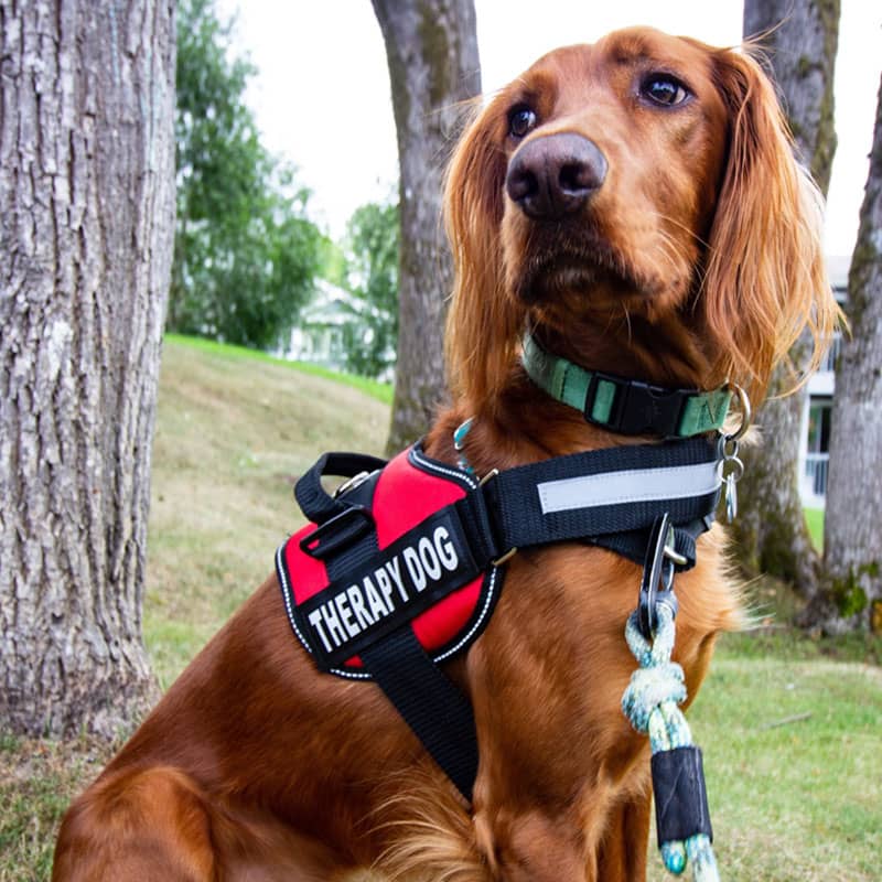 BetterHarness™ Personalized No Pull Dog Harness